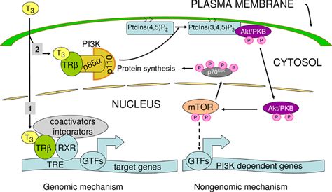 [PDF] Thyroid hormone mediated changes in gene expression can be initiated by cytosolic action ...