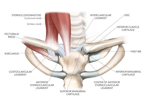 Sports Injury Bulletin - Diagnose & Treat - Sternoclavicular joint ...