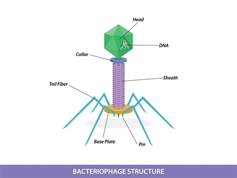 Structure of typical bacteriophage virus 11490577 Vector Art at Vecteezy