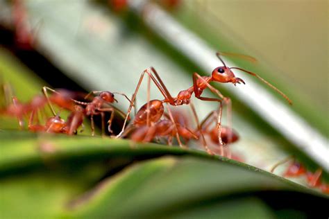 How many ants live on Earth? At least 20 quadrillion, scientists say