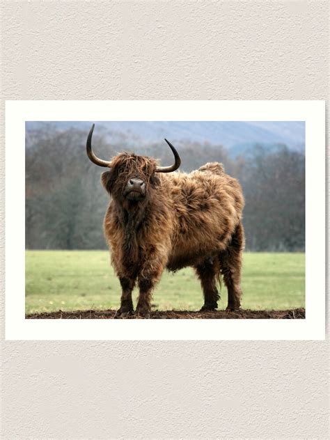 "Scottish Highland Cattle - Scottish Highland Cattle" Art Print by MaCross | Redbubble