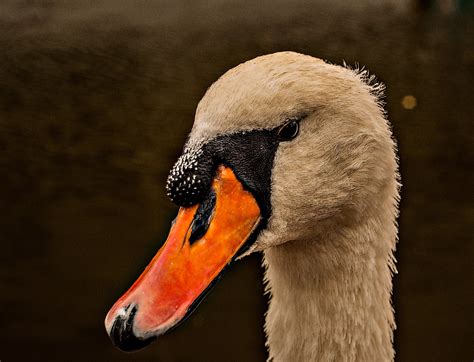 Swan Beak White - Free photo on Pixabay - Pixabay