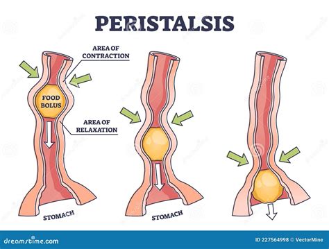 Peristalsis Is The Contraction Of The Muscles Of The Organs Of The Digestive Tract Allowing The ...