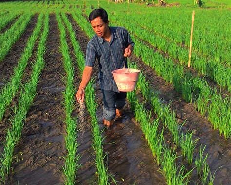 25+ Tanaman Pangan : Pengertian, Ciri, Manfatnya (sangat Lengkap)