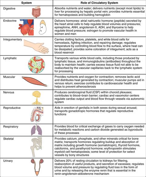 Integumentary System Organs And Functions | MedicineBTG.com