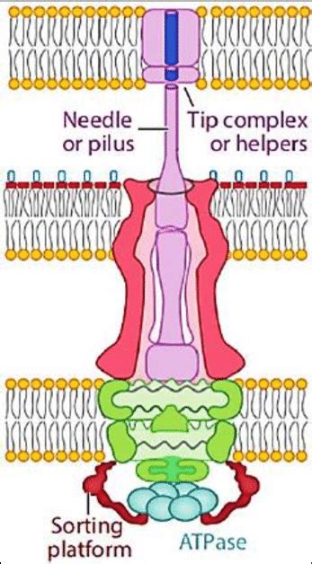 Type 3 Secretion System | Download Scientific Diagram