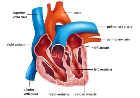 Basics of the Circulatory System Educational Resources K12 Learning ...