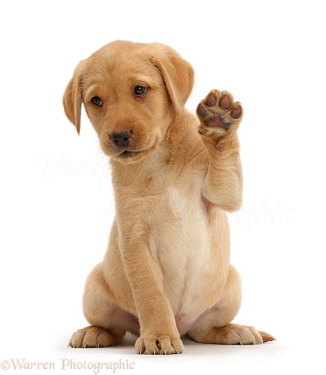 Dog: Cute Yellow Labrador puppy waving photo WP41131