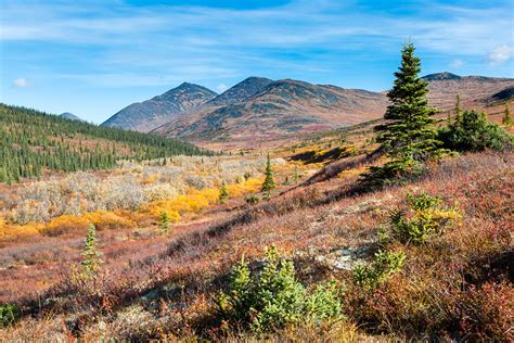 Fall colors in Nome Creek | Fall colors cover the tundra in … | Flickr