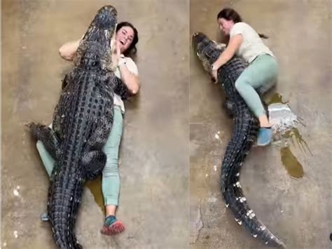 Can Alligators Bond With Humans?