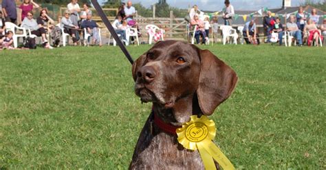 Animals in Distress Family Fun Day - Ipplepen - Visit Devon