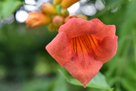 Free picture: blurry, flower, tropical, plant, rose, petal, garden, shrub, nature, leaf