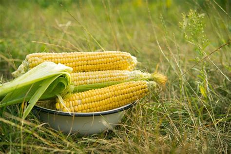 Photo of fresh yellow corn stock photo. Image of season - 158127294