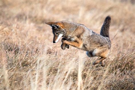 Science Matters! Learn About The Eastern Coyote