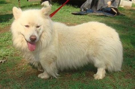 Image result for samoyed mix | Corgi breeds, Unique dog breeds, Corgi mix