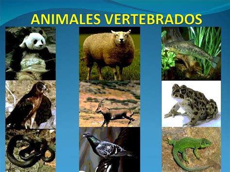 animales vertebrados reptiles ejemplos - Brainly.lat