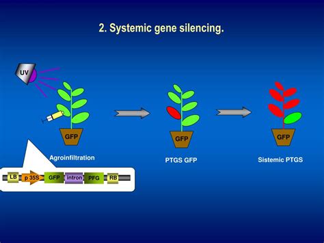 PPT - Gene silencing in plants. PowerPoint Presentation - ID:517934