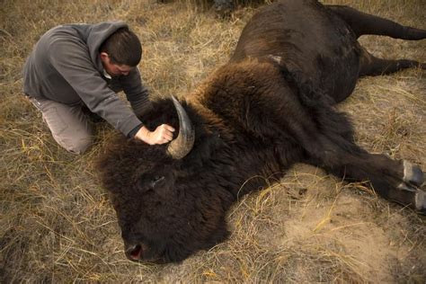 Bison spread as Native Americans reclaim stewardship - KAKE