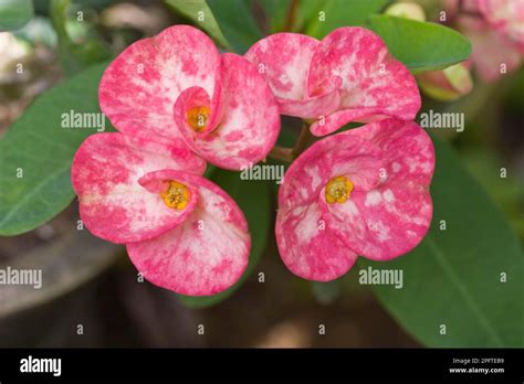 Crown of thorns (Euphorbia milii) close-up of flowers, Palawan Island, Philippines Stock Photo ...