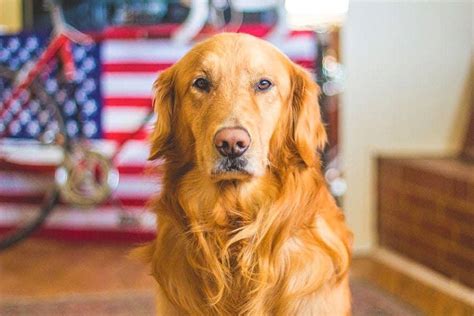 Learn all about the Golden Retriever Breed