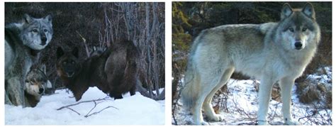 Identifying Denali's Wolves (U.S. National Park Service)