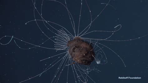 Scientists Capture the First Footage of an Anglerfish’s Parasitic ...