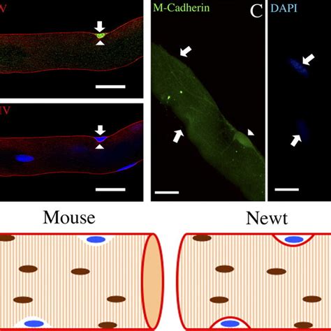 Satellite cells can be copurified with isolated single skeletal muscle... | Download Scientific ...