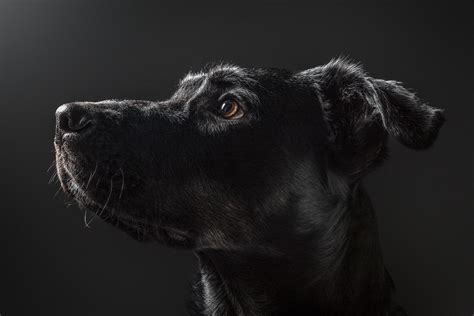 Dog Portrait Photography on Behance