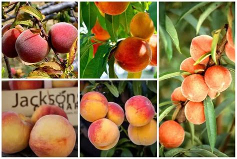 9 Best Varieties of Peach Trees to Grow in Georgia