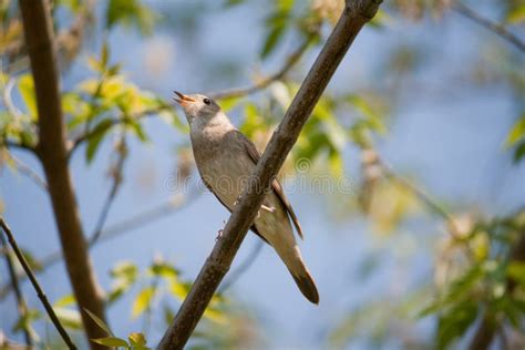 Singing nightingale stock image. Image of wood, copse - 14300291