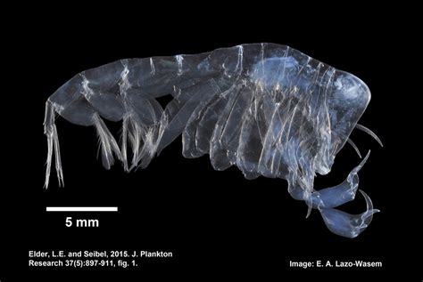 Finding Phronima, an Alien Creature on a Point Reyes Beach - Bay Nature