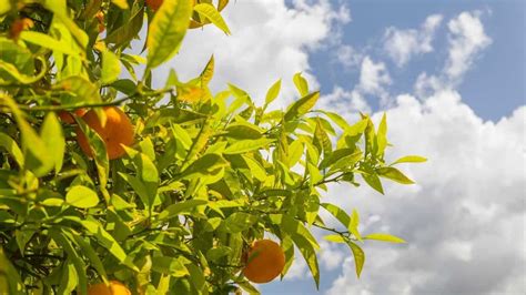 7 Best Citrus Tree Fertilizers – A Buyers Guide [2023]