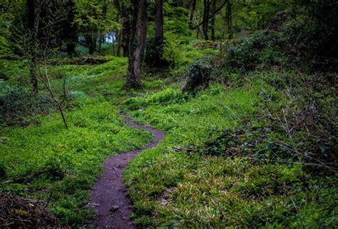 Grass in the forest stock photo. Image of grass, green - 89291740