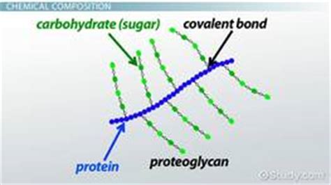 Pericycle Cells: Function & Concept - Video & Lesson Transcript | Study.com