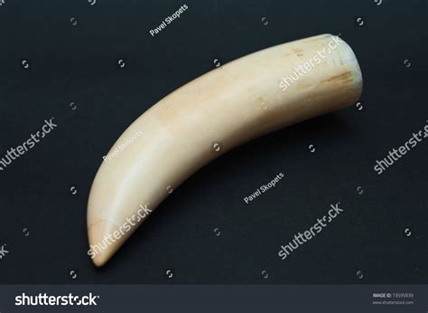 Cachalot Teeth On Dark Background Stock Photo 73595839 : Shutterstock