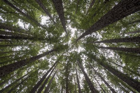 Warburton Redwood Forest Wonder — A View From a Lens Photography