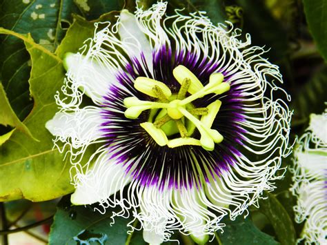 Passion Fruit Flower Wallpapers - Wallpaper Cave