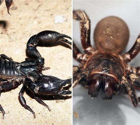 Scorpion or tarantula: which would win in a fight? - Institute for Molecular Bioscience ...