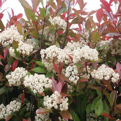 Photinia X Fraseri Standard Tree | Photinia red robin, Tree, Tree nursery