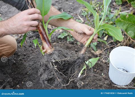 The Dwarf Cavendish Banana Propagation: a Gardener is Detaching Banana Pups, Young Plants from ...