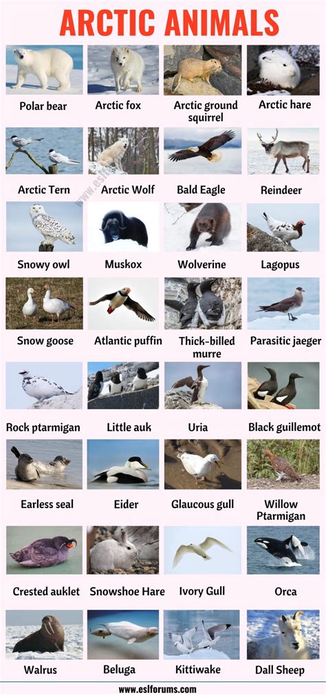 66 Arctic Animals: Names of Animals that Live in the Arctic with ESL Picture! - ESL Forums