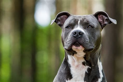 Pitbulls | Wag!