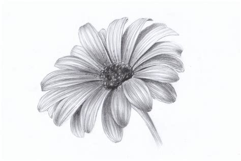 Daisy by Lelixiana on DeviantArt | Hình vẽ thực vật, Hoa cúc, Bút chì