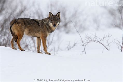 Nature Picture Library Wild Apennine wolf (Canis lupus italicus) in ...