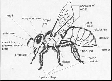 Parts Flower Diagram Elementary