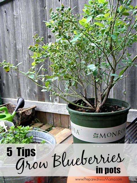 5 Tips to Grow Blueberries in Pots | PreparednessMama