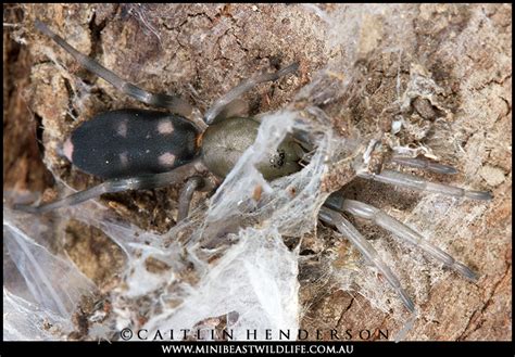 Do White tail spiders cause necrosis? Putting spider bites to the test - Minibeast Wildlife