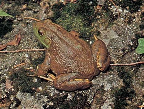 Bullfrog | amphibian | Britannica.com