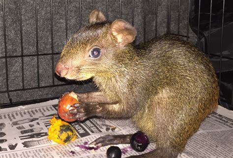 Agouti Animal Pictures