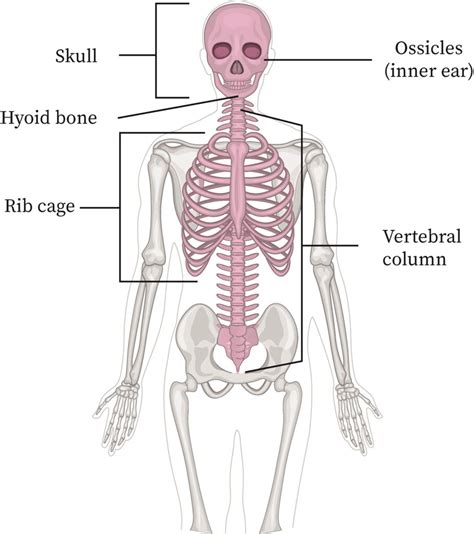 Axial Skeleton